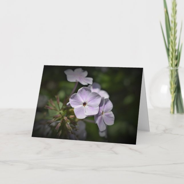 Phlox, tarjeta (Anverso)