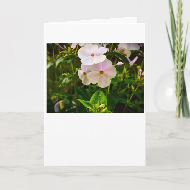 Phlox, tarjeta (Anverso)