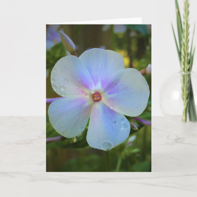 Phlox, tarjeta (Anverso)