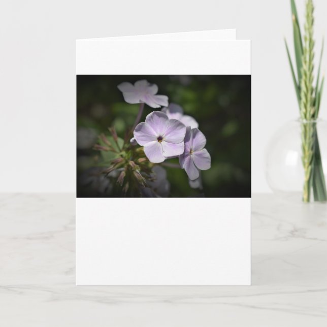 Phlox, tarjeta (Anverso)