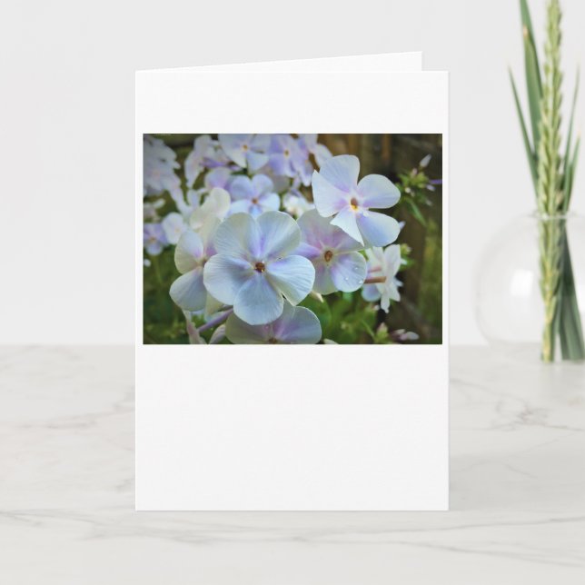 Phlox, tarjeta (Anverso)