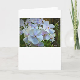 Phlox, tarjeta