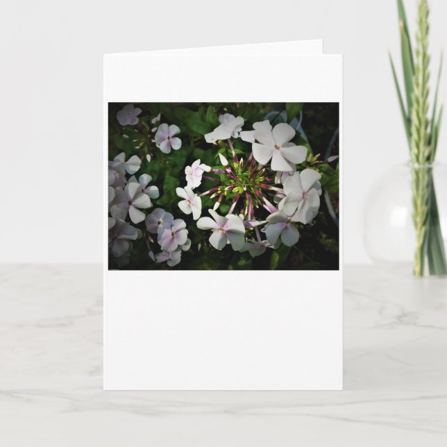 Phlox, tarjeta (Anverso)