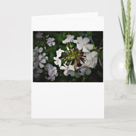 Phlox, tarjeta