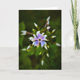 Phlox, tarjeta