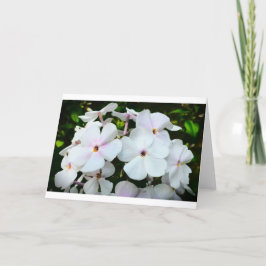 Phlox, tarjeta