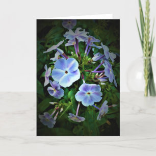 Phlox, tarjeta
