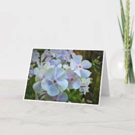 Phlox, tarjeta
