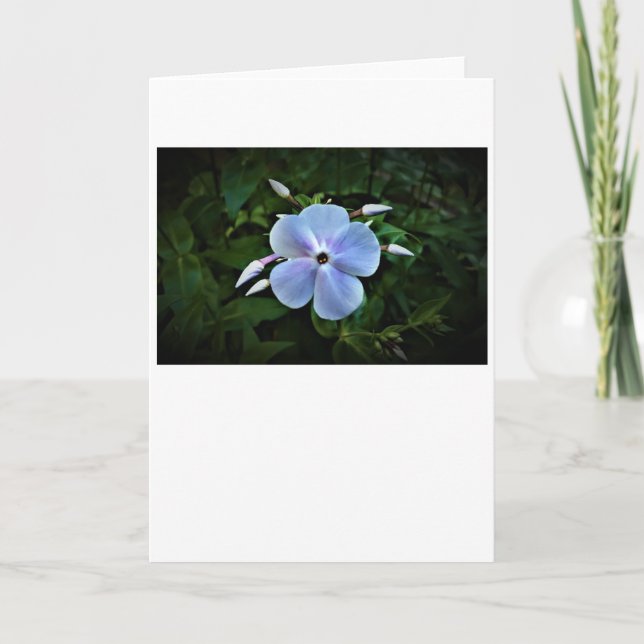 Phlox, tarjeta (Anverso)