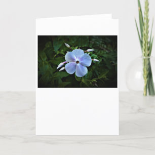 Phlox, tarjeta