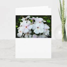 Phlox, tarjeta