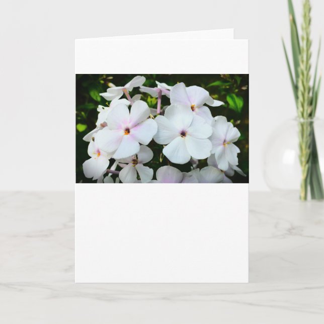 Phlox, tarjeta (Anverso)