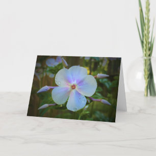 Phlox, tarjeta