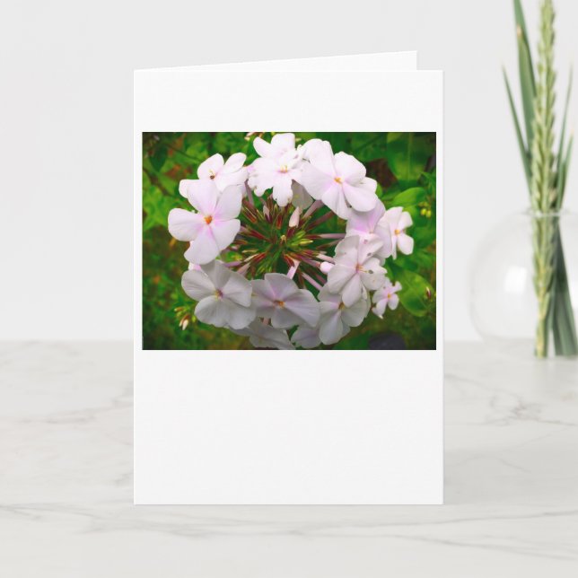 Phlox, tarjeta (Anverso)