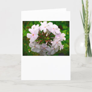 Phlox, tarjeta