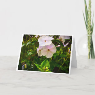 Phlox, tarjeta