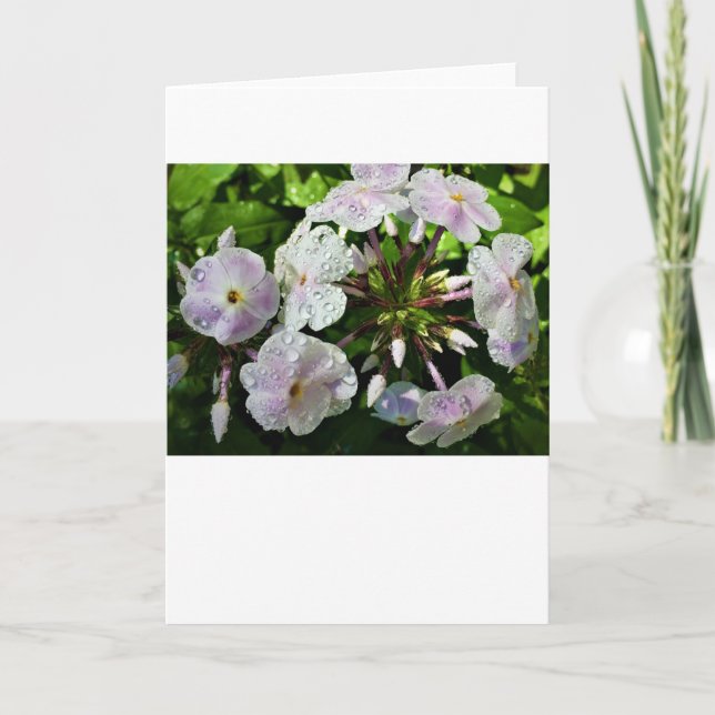 Phlox, tarjeta (Anverso)