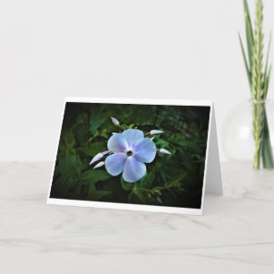 Phlox, tarjeta