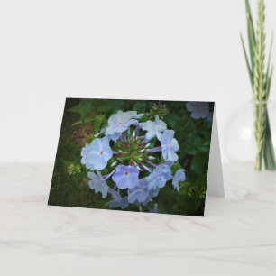 Phlox, tarjeta
