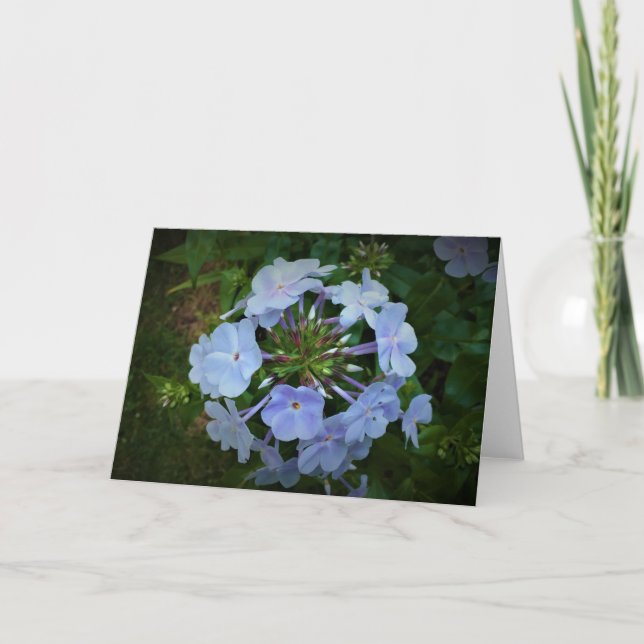 Phlox, tarjeta (Anverso)
