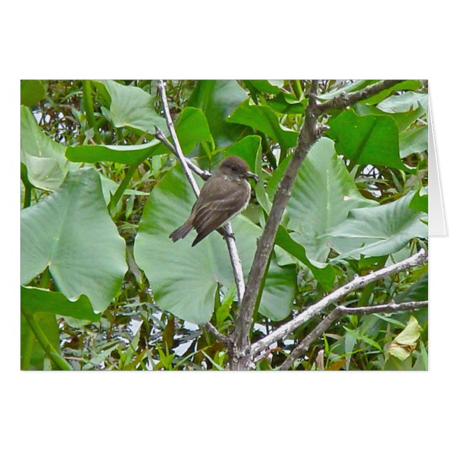 Phoebe Flycatcher (Anverso (Horizontal))