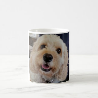 PhoebethePrincess Cavapoo en una taza blanca