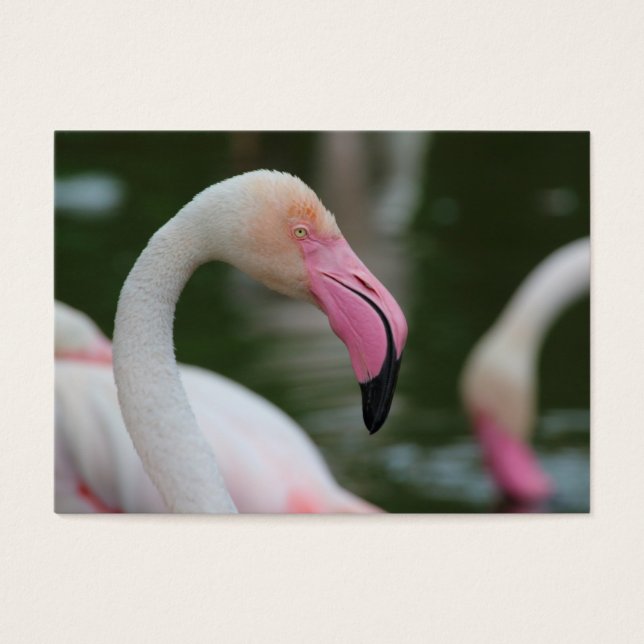 Phoenicopterus roseus (Frente)