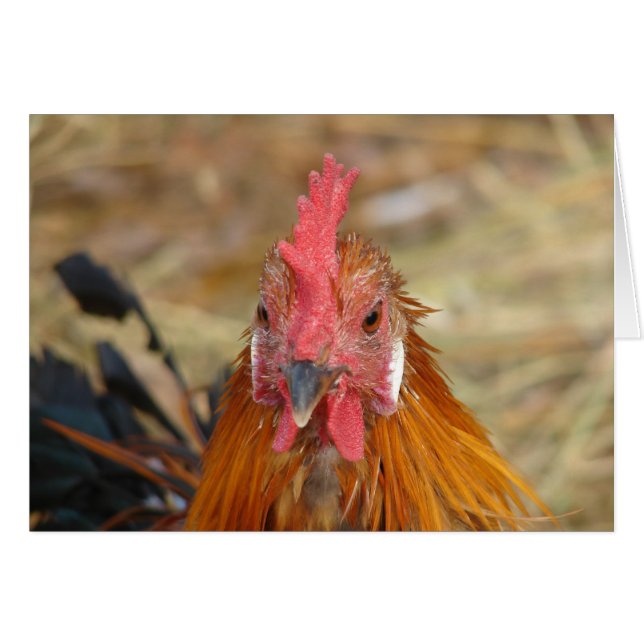 Phoenix deja la cámara abajo (Anverso (Horizontal))