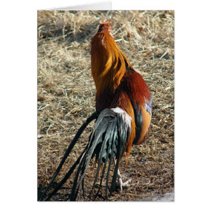 Phoenix Rooster Desde Detrás De Toda La Ocasión En