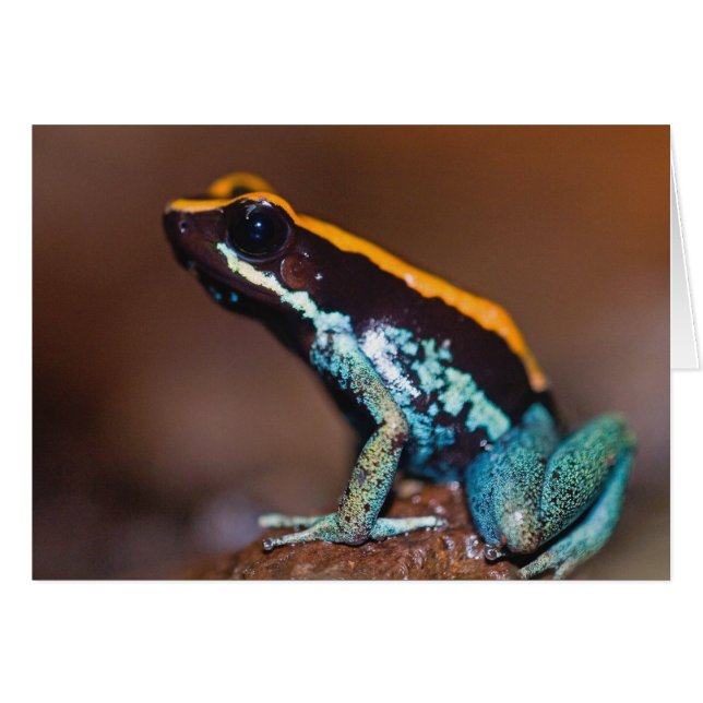 Phyllobates vittatus, una rana de flecha envenenad (Anverso (Horizontal))