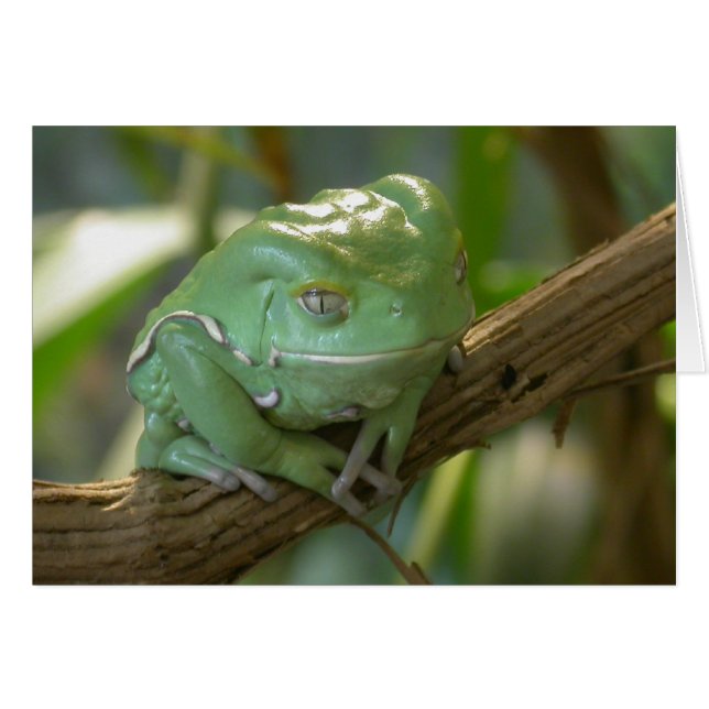 Phyllomedusa sauvagi (Anverso (Horizontal))