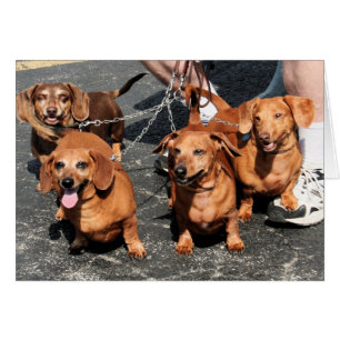 Pia Bink rojo Rommel - Dachshund Photo-09