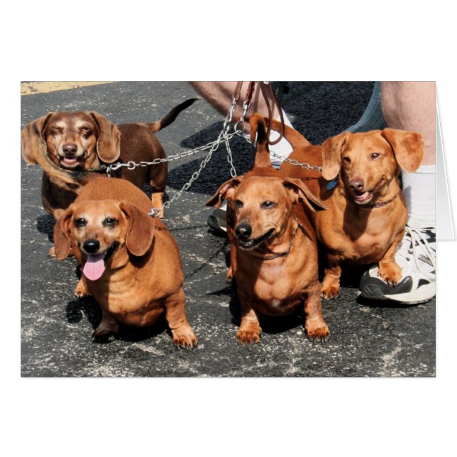 Pia Bink rojo Rommel - Dachshund Photo-09 (Anverso (Horizontal))