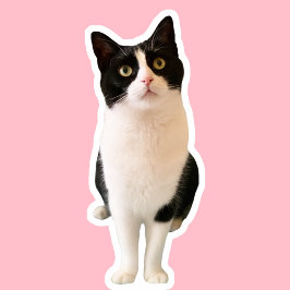 Pica el pico al Pegatina Personalizado del gato de