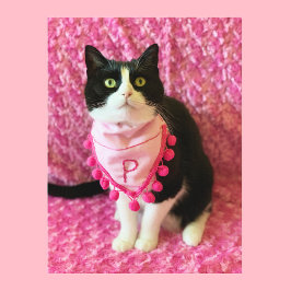 Pica la postal rosa del gato de Tuxedo