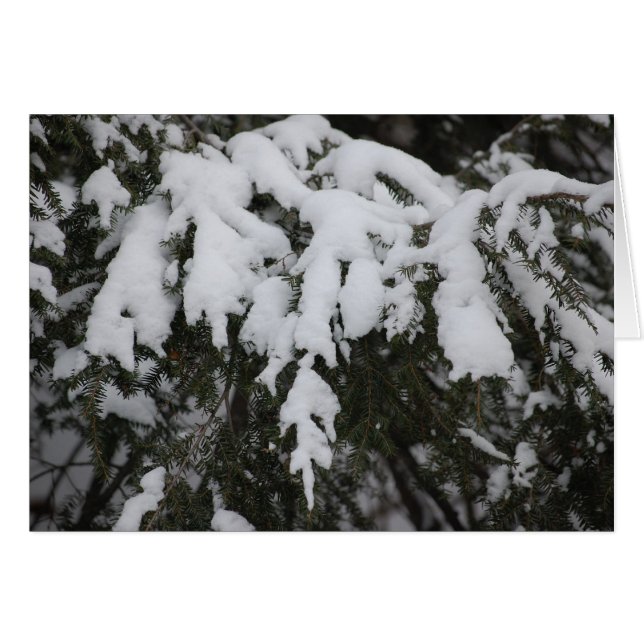 Pícea (Anverso (Horizontal))