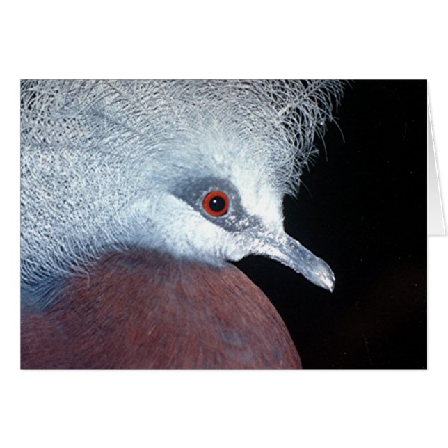 pichón (Anverso (Horizontal))