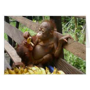 Picnic de Banana Animal