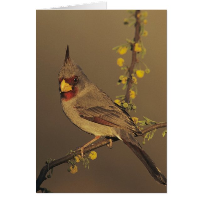 Picogrueso de pecho gris, Cardinalis sinuatus (Frente)