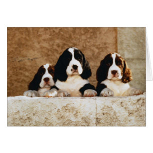 Picture Perfect Cute Puppies