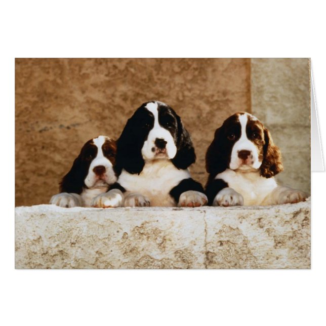 Picture Perfect Cute Puppies (Anverso (Horizontal))