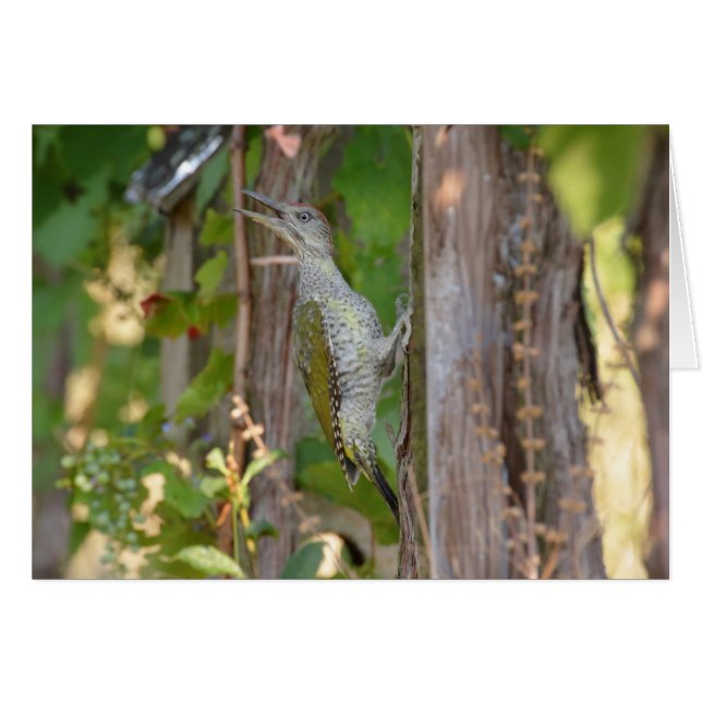 Picus Viridis - Grünspecht (Anverso (Horizontal))