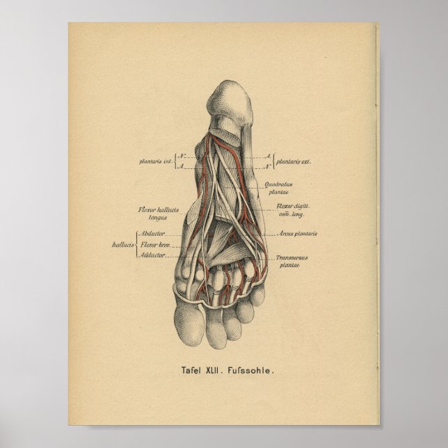Pie de impresión de anatomía alemana 1888 (Frente)