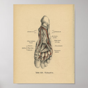 Pie de la impresión de la anatomía del alemán del