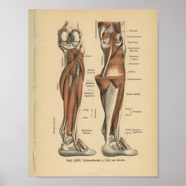Pie de la pierna de impresión de anatomía alemana  (Frente)