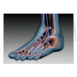 Pie humana con sistema nervioso 1