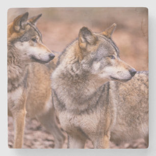 Piedra Posavasos de mármol-Lobos