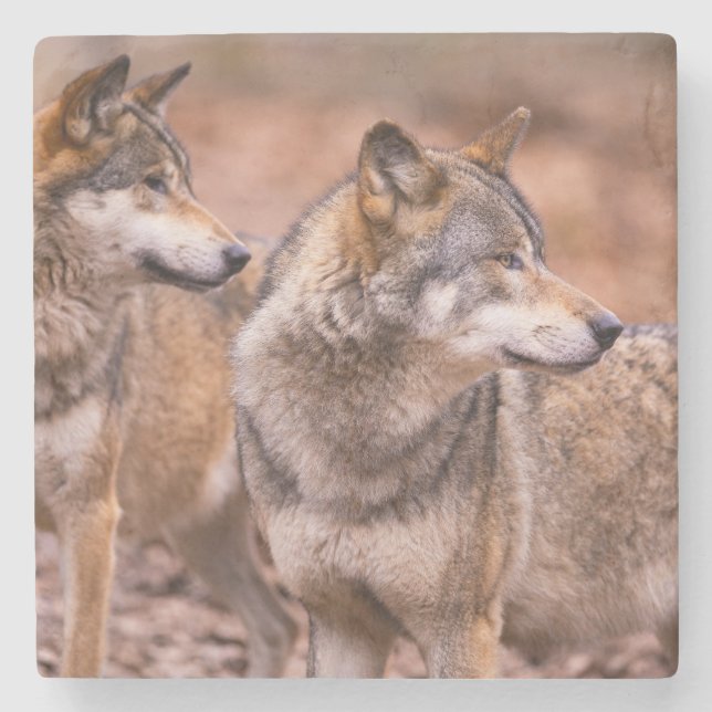 Piedra Posavasos de mármol-Lobos (Anverso)