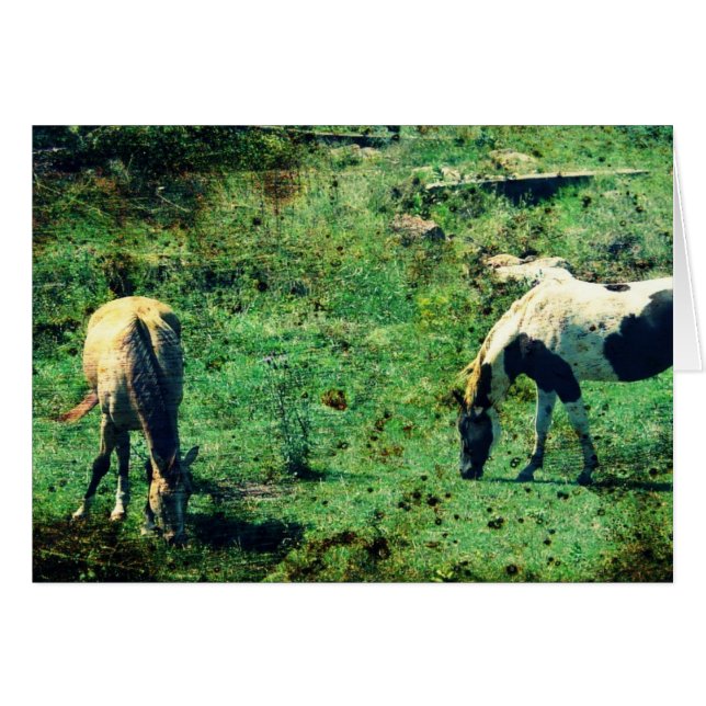 Piel negra y Pinto (Anverso (Horizontal))