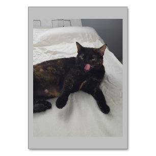 Pieles suaves, gatos, tarjetas flash de lectura ad